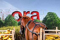 CASE6---bis--cheval-et-bananes-generated
